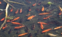آلاف الأسماك الذهبية تغزو بحيرة بولاية كولورادو الأمريكية